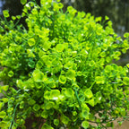 Arbusto artificial con resistencia a los rayos UV de 15" x 18" para jardín, balcón y terraza