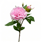 Ramo de peonía artificial, 67 cm, 2 flores de 12 cm, decoración de mesa y hogar, imita peonía real, para bodegones y fotografía