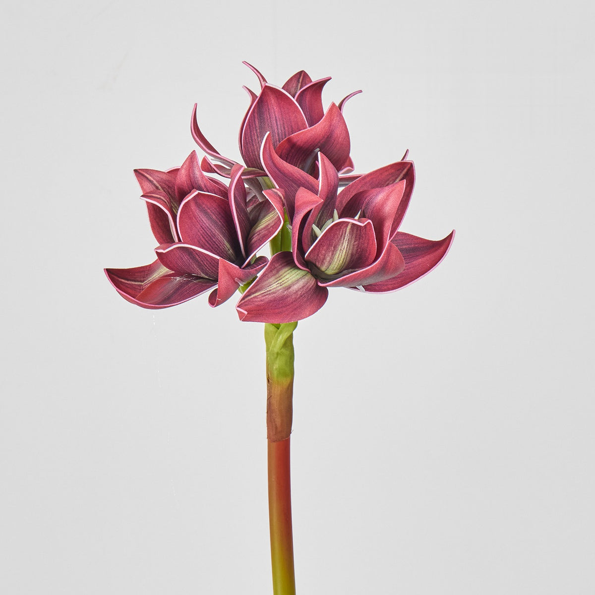 Flor Artificial Clivia, Decoración Elegante para Hogar y Eventos, Altura 56 cm