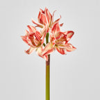 Flor Artificial Clivia, Decoración Elegante para Hogar y Eventos, Altura 56 cm