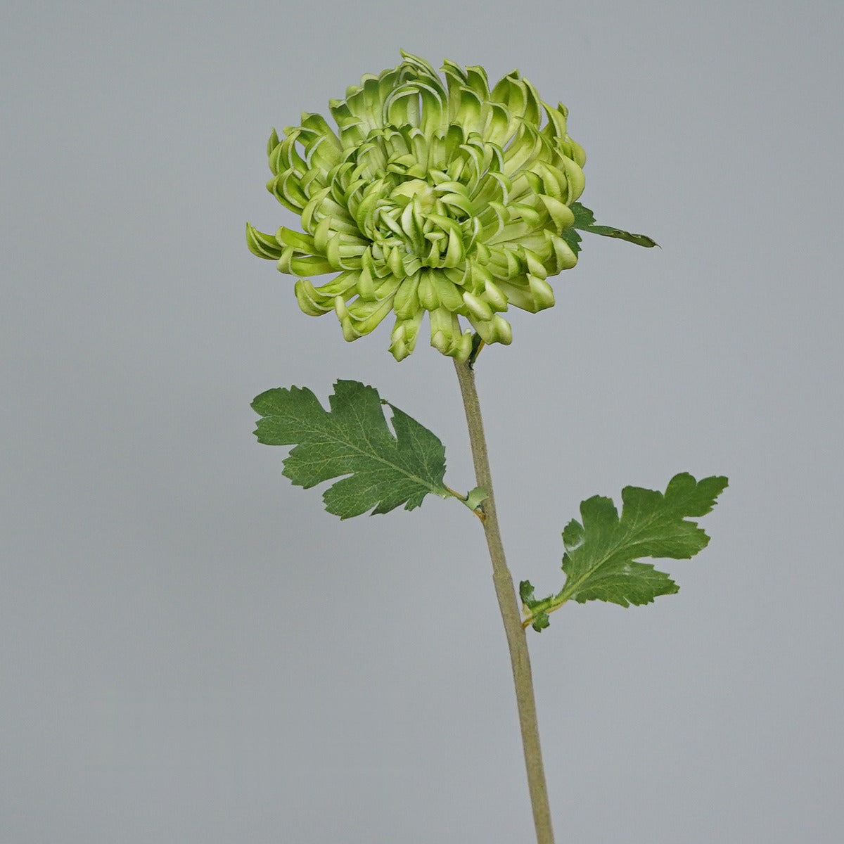Crisantemo Artificial Vintage de Tallo Único, 1 Flor de PU, Tono Otoñal para Decoración, Bodas y Fotografía
