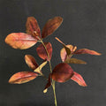 Planta artificial de hojas de magnolia, arbusto con 14 hojas, 90 cm, para salón, recibidor y escaparate