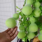 Calabazas artificiales de 20" x 10" para decoración de interiores - 4 pcs Chili