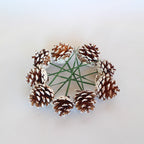 Ramas de pino artificiales de 2" 20 piezas para bodas y eventos - Snow