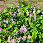 Rosas artificiales con resistencia a los rayos UV de 14" x 6" para jardín, balcón y terraza