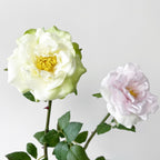 Rosas artificiales con tacto real de 19.6" para bodas y eventos - Blanco verde