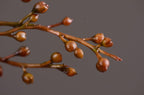 Ramas artificiales de 43" para arreglos florales y proyectos DIY