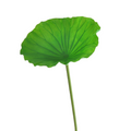 Lotos artificiales con tacto real para decoración del hogar, eventos y escaparates - 31" rosa bud