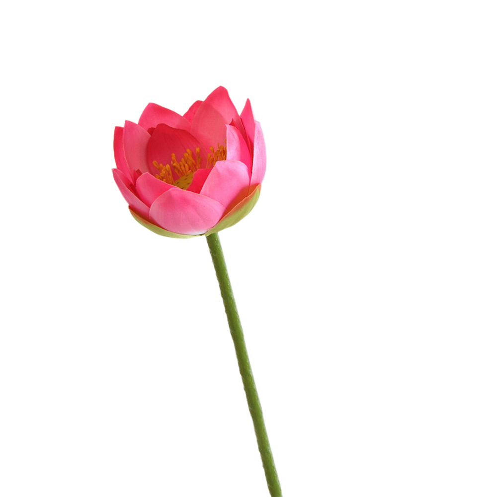 Lotos artificiales con tacto real para decoración del hogar, eventos y escaparates - 27" rojo rosa multi petal blooming