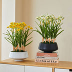 Narcisos artificiales con tacto real de 15" x 6" para decoración del hogar - Amarillo