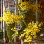 Orquídeas artificiales de 34" para bodas y eventos - Blanco