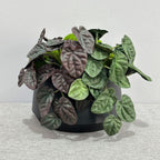 Planta Artificial Pimienta Arrugada en Mata, Plástico PE/PVC, Ramas Moldeables, Decoración Interior y Exterior