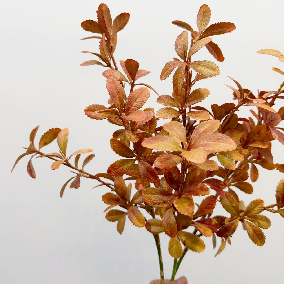 Rama Artificial de Hojas Eucalipto Otoño Tipo Arbusto, Plástico PE/PVC, Estilo Campestre, para Bodas y Decoración del Hogar