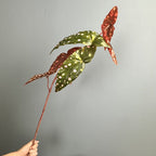 Planta artificial de begonia en arbusto, 71 cm de altura, decoración de plástico para exteriores e interiores