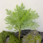Planta Artificial Asparagus Pino (Espárrago Plumoso), Mata de Follaje Fino, Plástico PE/PVC, Decoración de Interior