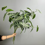 Planta artificial de begonia en arbusto, 71 cm de altura, decoración de plástico para exteriores e interiores