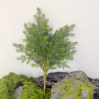 Planta Artificial Asparagus Pino (Espárrago Plumoso), Mata de Follaje Fino, Plástico PE/PVC, Decoración de Interior