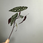Planta artificial de begonia en arbusto, 71 cm de altura, decoración de plástico para exteriores e interiores