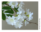 Flores artificiales de gardenia, tallo único con 30 flores, 74 cm, tejido de seda, decoración moderna para interiores