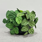 Planta Artificial Pimienta Arrugada en Mata, Plástico PE/PVC, Ramas Moldeables, Decoración Interior y Exterior