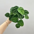 Planta Artificial Pimienta Arrugada en Mata, Plástico PE/PVC, Ramas Moldeables, Decoración Interior y Exterior