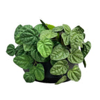 Planta Artificial Pimienta Arrugada en Mata, Plástico PE/PVC, Ramas Moldeables, Decoración Interior y Exterior