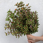 Planta artificial de verdolaga en ramillete, material plástico PE/PVC, estilo nórdico, para casa, oficina, boda y escaparate
