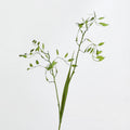 Rama de Hierba Artificial, 2 Ramitas de Hierba de la Esperanza, 80 cm, Decoración Hogar u Oficina