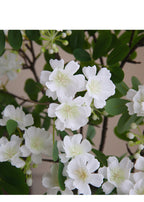 Flores artificiales de gardenia, tallo único con 30 flores, 74 cm, tejido de seda, decoración moderna para interiores