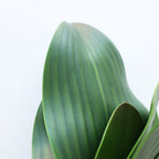 Orquídeas phalaenopsis artificiales con tacto real para decoración del hogar