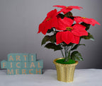 Flores de Pascua artificiales de 20" para bodas y eventos - Rojo