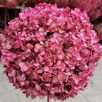 Hortensias artificiales de 15" x 9" para arreglos florales y proyectos DIY - Rosa