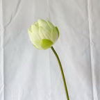 Lotos artificiales de 28" para decoración del hogar, eventos y escaparates