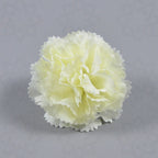 Claveles artificiales de 2" x 2" para bodas y eventos - Crema 9+3 piezas