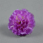 Claveles artificiales de 2" x 2" para bodas y eventos - Light morado 1 pieza