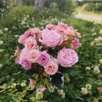Flores artificiales para cementerio con resistencia a los rayos UV de 15" x 9" para jardín, balcón y terraza - Rosa