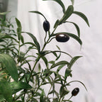 Olivo artificiales con resistencia a los rayos UV 2 piezas para jardín, balcón y terraza - 6 ft