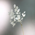 Tallos artificiales de 35" para decoración del hogar - Blanco 6 stems